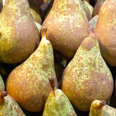 Peral variedad Conferencia