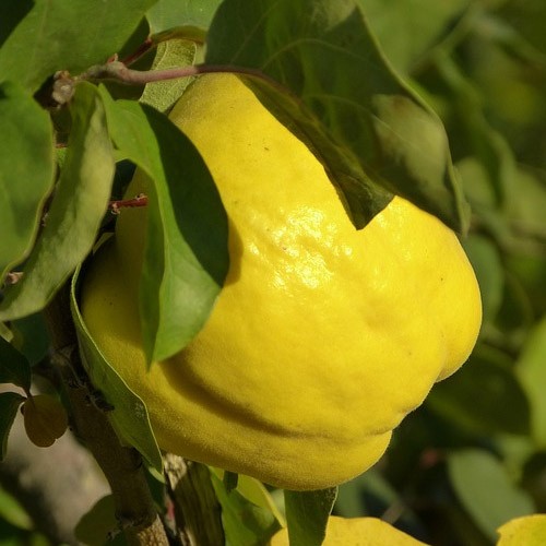 Membrillero variedad Gigante de Wranja
