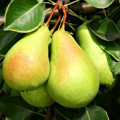 Peral variedad Ercolini