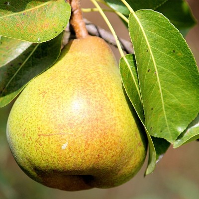 Peral variedad Castell (o San Juan)