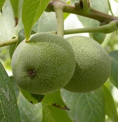 Plantones de nogal