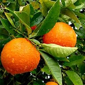 Plantones de naranjo
