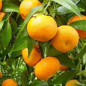 Plantones de mandarino