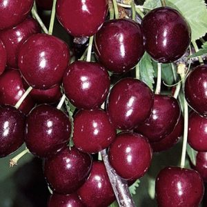 Albaricoquero variedad Búlida