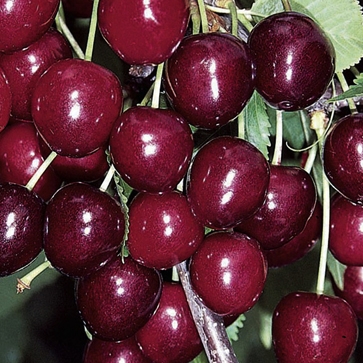 Albaricoquero variedad Búlida