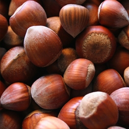 Avellano variedad negreta tarragona