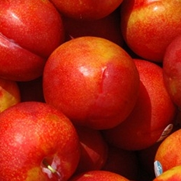 Ciruelo variedad Fortune