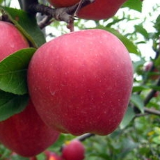 Manzano variedad Fuji