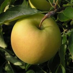 Manzano golden delicious