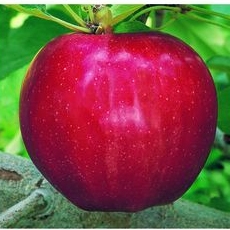 Manzano variedad Royal gala