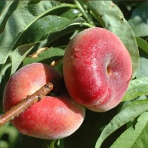 Melocoton variedad paraguayo