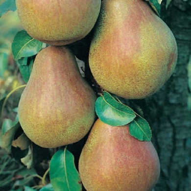 Peral variedad Blanquilla