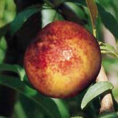 Nectarino variedad Snowqueen
