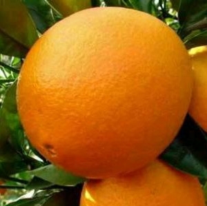 Naranjo variedad Washington Navel