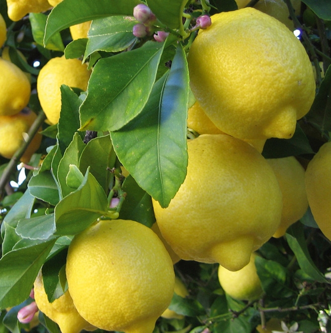 Limonero Eureka 4 maceta 4 estaciones