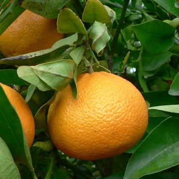 Naranjo variedad Washington Navel