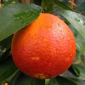 Naranjo variedad Sanguinelli