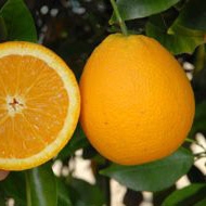 Naranjo variedad Valencia Delta seedless