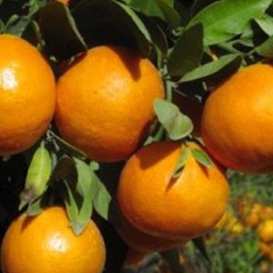 Clementina variedad Clemenules
