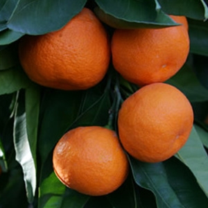Satsuma variedad Owari