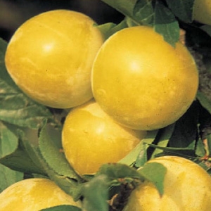 CCiruelo variedad Golden Japan