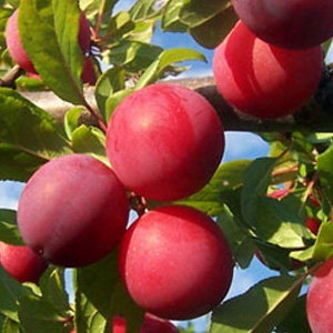 Ciruelo variedad Santa Rosa