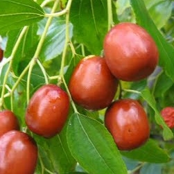 Jinjolero (azufaifo)