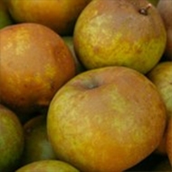 Manzano variedad Reineta