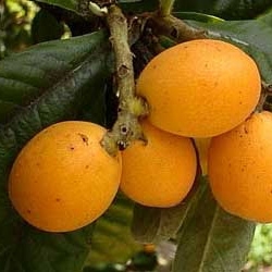 Níspero variedad Argelino