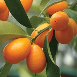 Kumquat (Fortunella margarita)