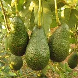 Aguacate