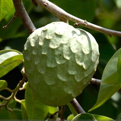 Chirimoyo variedad Fino de Jete