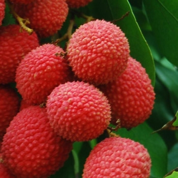 Litchi