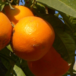Naranjo variedad Fukumoto