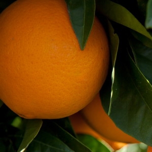 Naranjo variedad Valencia Midknight seedless