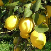 Limonero variedad Verna