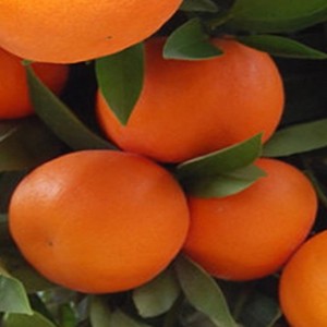 Satsuma variedad okitsu