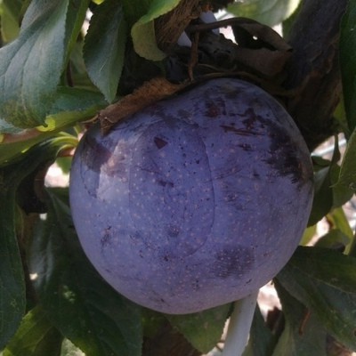 Ciruelo variedad Friar