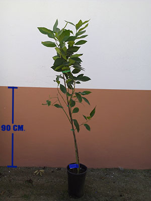 Plantón de naranjo
