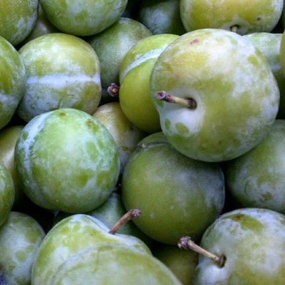 o variedad Reina Claudia