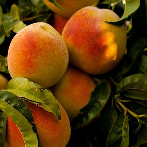 Melocotonero variedad Baby Gold