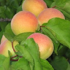 Albaricoquero variedad Moniqui