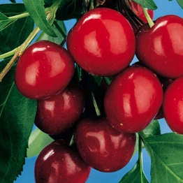 Cerezo variedad Bing