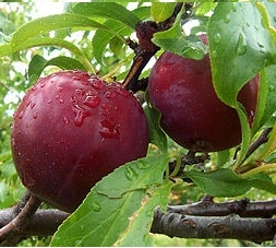 Ciruelo variedad Freedom
