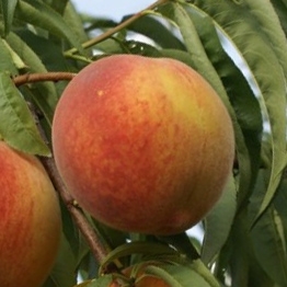 Melocotonero variedad Blanco