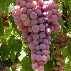 Parra variedad Red Glove