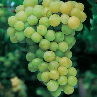 Parra seedless blanca