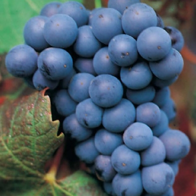 Parra seedless negra