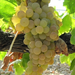 Parra variedad Moscatel Romana