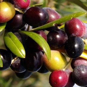 Olivo variedad Arbequina